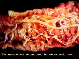 tapeworms in cats