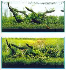 driftwood tank