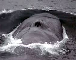 the big blue whale