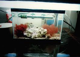 2.5 gallon aquariums