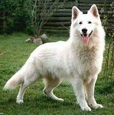 perros blancos