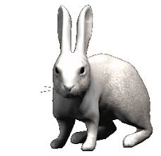 the magic rabbit