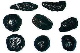 tektites