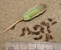 aloe seeds