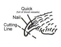 dog nail cut