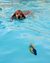 doggy pool