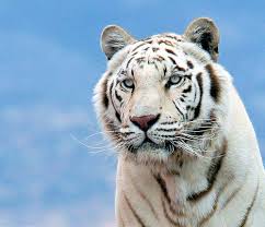 white bengal tiger pictures