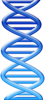 dna strands