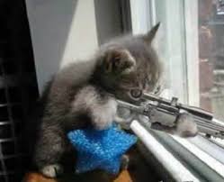 funny cat videos