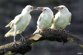 the white raven