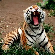 teeth tiger