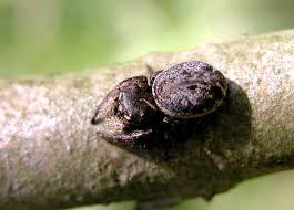 brown jumping spiders