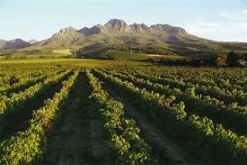 african wines