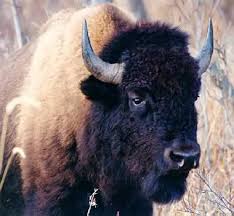 american bison