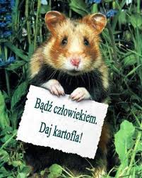 zwierzeta zdjecia