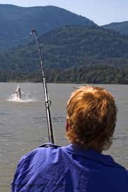 largest freshwater fish