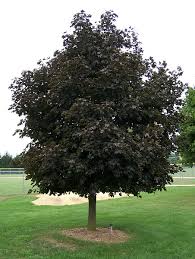 pictures maple tree