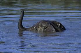 the lochness monster