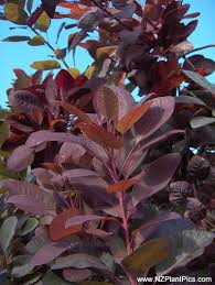 cotinus coggygria royal purple