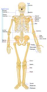 http://t0.gstatic.com/images?q=tbn:gODsIF4qd39ElM:http://img22.imageshack.us/img22/8748/310pxhumanskeletonfront.png&t=1