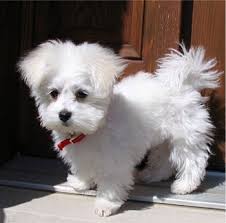 maltese pics