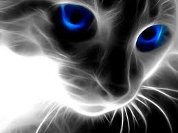 magic cat