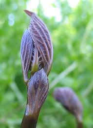 collinsonia