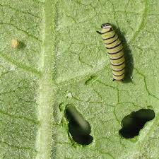 monarch butterfly caterpillar picture