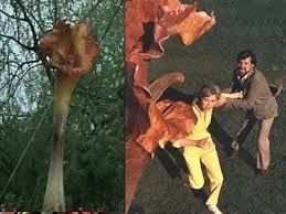 the day of the triffids film