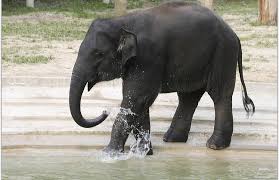 Elephant - Invasion Of The Purple Elephants
