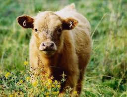animal advocates
