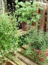 the herbs
