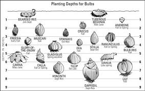 bulb planting
