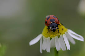 lady bug pictures