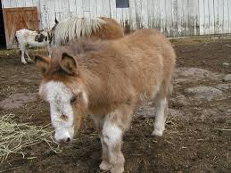 mule for sale