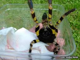 poecilotheria striata