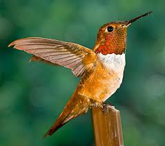 hummingbird tree