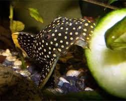 plecostomus types