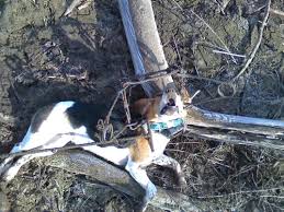 conibear traps