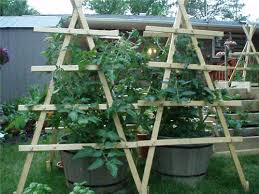 tomato trellis