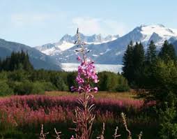 alaska flowers