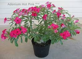adenium plant