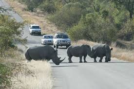 kruger national park