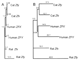 cat evolution tree