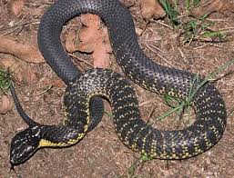 venomous black snake