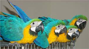 all macaws