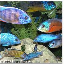 lake malawi cichlid