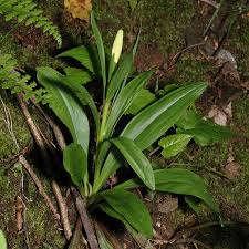 chamaelirium luteum