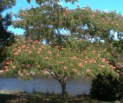albizia