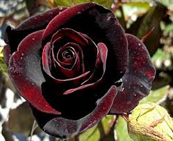 red black roses